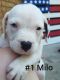 American Pit Bull Terrier Puppies for sale in Coats, NC 27521, USA. price: NA