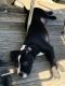 American Pit Bull Terrier Puppies for sale in Newington, CT, USA. price: NA