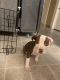 American Pit Bull Terrier Puppies for sale in 4049 Home Ave, San Diego, CA 92105, USA. price: NA