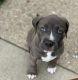 American Pit Bull Terrier Puppies for sale in Fairfield, OH, USA. price: $700