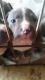 American Pit Bull Terrier Puppies for sale in West Branch, MI 48661, USA. price: NA