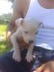 American Pit Bull Terrier Puppies for sale in Bastrop, TX 78602, USA. price: NA
