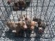 American Pit Bull Terrier Puppies for sale in Rossville, GA 30741, USA. price: $500