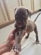 American Pit Bull Terrier Puppies for sale in Mission, TX, USA. price: NA