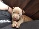 American Pit Bull Terrier Puppies for sale in Woonsocket, RI 02895, USA. price: NA