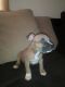 American Pit Bull Terrier Puppies for sale in San Leandro, CA, USA. price: $300