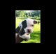 American Pit Bull Terrier Puppies for sale in Fort Edward, NY 12828, USA. price: NA