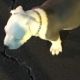 American Pit Bull Terrier Puppies for sale in Clarkston, GA 30021, USA. price: NA