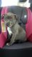American Pit Bull Terrier Puppies for sale in Woodbridge, VA 22193, USA. price: NA