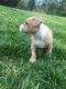 American Pit Bull Terrier Puppies for sale in Rock Hill, SC, USA. price: NA