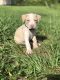American Pit Bull Terrier Puppies for sale in Poinciana, FL, USA. price: NA