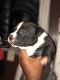 American Pit Bull Terrier Puppies for sale in Amsterdam Ave, New York, NY, USA. price: NA