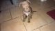 American Pit Bull Terrier Puppies for sale in Toledo, OH, USA. price: $200