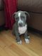 American Pit Bull Terrier Puppies for sale in Des Plaines, IL, USA. price: $350