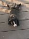 American Pit Bull Terrier Puppies for sale in Clifton, NJ, USA. price: NA