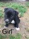 American Pit Bull Terrier Puppies for sale in Kadoka, SD 57543, USA. price: NA