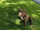 American Pit Bull Terrier Puppies for sale in Incline Village, NV 89451, USA. price: $200