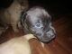 American Pit Bull Terrier Puppies for sale in Frederick, MD, USA. price: NA
