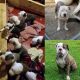 American Pit Bull Terrier Puppies for sale in Duquesne, PA, USA. price: NA