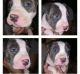 American Pit Bull Terrier Puppies for sale in Converse, TX, USA. price: $250
