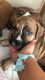 American Pit Bull Terrier Puppies for sale in Aurora, CO, USA. price: NA