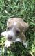 American Pit Bull Terrier Puppies for sale in Goose Creek, SC 29445, USA. price: NA