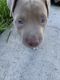 American Pit Bull Terrier Puppies for sale in Miami Gardens, FL, USA. price: NA