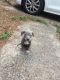 American Pit Bull Terrier Puppies for sale in Riverdale, GA, USA. price: NA