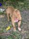 American Pit Bull Terrier Puppies for sale in Waxahachie, TX 75165, USA. price: NA