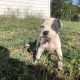American Pit Bull Terrier Puppies for sale in Anna, TX 75409, USA. price: NA
