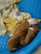 American Pit Bull Terrier Puppies for sale in 4323 Broadway, Gary, IN 46409, USA. price: $300