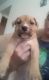 American Pit Bull Terrier Puppies for sale in ST CLR SHORES, MI 48080, USA. price: $200