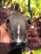 American Pit Bull Terrier Puppies for sale in Portsmouth, VA, USA. price: $500