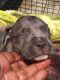 American Pit Bull Terrier Puppies for sale in Portsmouth, VA, USA. price: $425