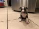 American Pit Bull Terrier Puppies for sale in Simi Valley, CA, USA. price: NA