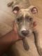 American Pit Bull Terrier Puppies for sale in Mesa, AZ, USA. price: NA