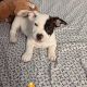 American Pit Bull Terrier Puppies for sale in Van Nuys, Los Angeles, CA, USA. price: NA