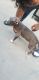 American Pit Bull Terrier Puppies for sale in Thornton, CO, USA. price: $1