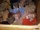 American Pit Bull Terrier Puppies for sale in Hammond, LA, USA. price: $400