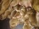 American Pit Bull Terrier Puppies for sale in 113 Pine Rd, Plainwell, MI 49080, USA. price: NA