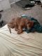 American Pit Bull Terrier Puppies for sale in Myrtle Grove, FL, USA. price: NA