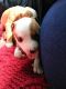 American Pit Bull Terrier Puppies for sale in Sherman, TX, USA. price: $200