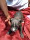 American Pit Bull Terrier Puppies for sale in Portsmouth, VA, USA. price: $450