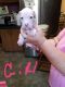 American Pit Bull Terrier Puppies for sale in Florence, SC, USA. price: NA