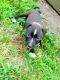 American Pit Bull Terrier Puppies for sale in 128 Dailey Rd, Gouverneur, NY 13642, USA. price: $400