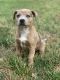 American Pit Bull Terrier Puppies for sale in Woodbridge, VA 22191, USA. price: NA