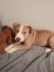 American Pit Bull Terrier Puppies for sale in Dunwoody, GA 30350, USA. price: NA