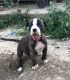 American Pit Bull Terrier Puppies for sale in Grandview, MO, USA. price: $300