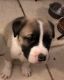 American Pit Bull Terrier Puppies for sale in Alviso, San Jose, CA, USA. price: NA