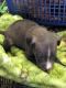 American Pit Bull Terrier Puppies for sale in Portsmouth, VA, USA. price: $450